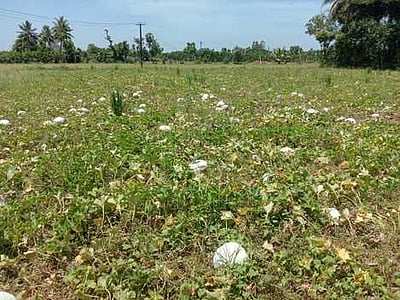 பூசணிக்காய் விலை வீழ்ச்சி: விவசாயிகள் கவலை