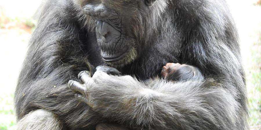 வண்டலூர் உயிரியல் பூங்காவுக்கு புதுவரவு: சிம்பன்ஸி கௌரி குட்டியை ஈன்றது