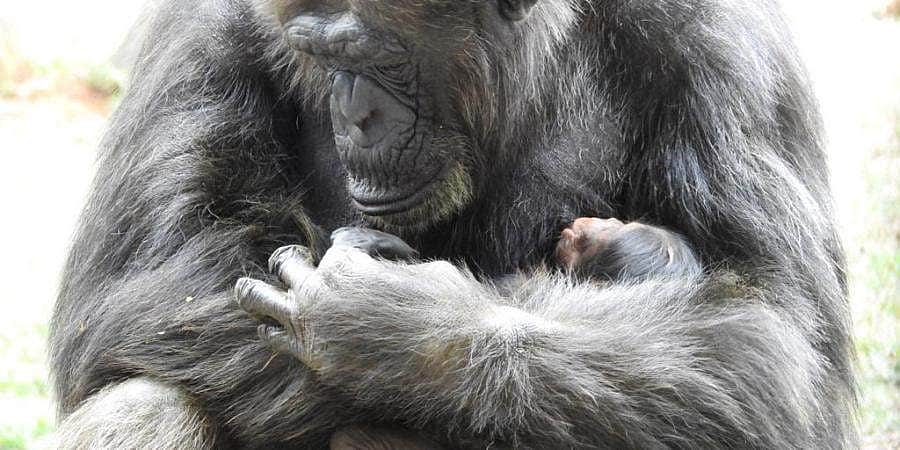 வண்டலூர் உயிரியல் பூங்காவுக்கு புதுவரவு: சிம்பன்ஸி கௌரி குட்டியை ஈன்றது