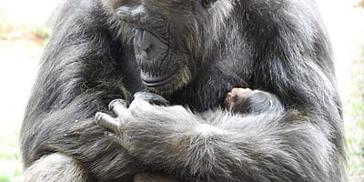 வண்டலூர் உயிரியல் பூங்காவுக்கு புதுவரவு: சிம்பன்ஸி கௌரி குட்டியை ஈன்றது