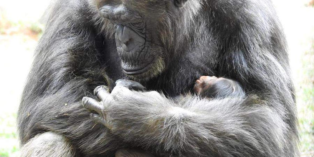 வண்டலூர் உயிரியல் பூங்காவுக்கு புதுவரவு: சிம்பன்ஸி கௌரி குட்டியை ஈன்றது