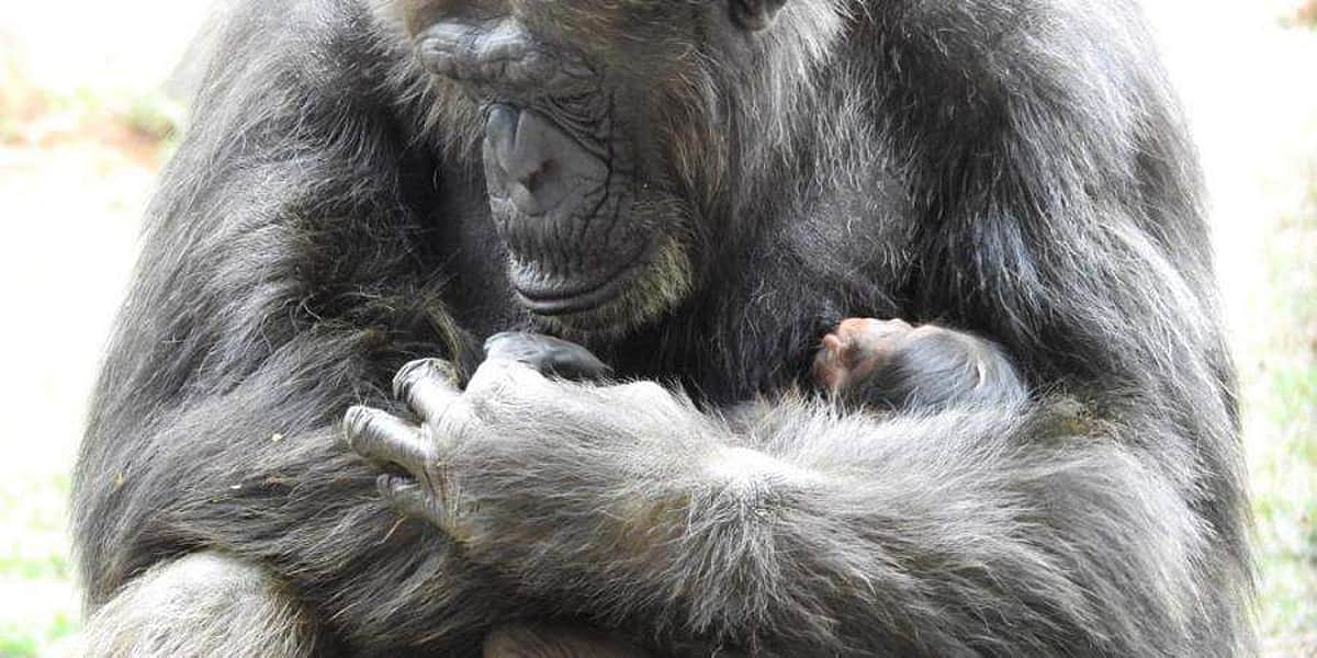 வண்டலூர் உயிரியல் பூங்காவுக்கு புதுவரவு: சிம்பன்ஸி கௌரி குட்டியை ஈன்றது