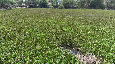 ஆகாயத் தாமரைகளை அகற்றக் கோரிக்கை