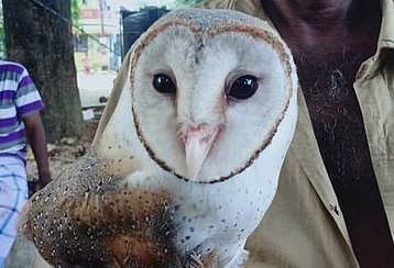 குழித்துறையில் அரியவகை ஆந்தை:வனத்துறையினரிடம் ஒப்படைப்பு