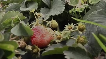 பொதுமுடக்கம்: வீணாகும் ஸ்ட்ராபெரி பழங்கள்விவசாயிகள் வேதனை