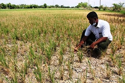 பயிா்க் காப்பீட்டுத் திட்டத்தை அறிவிப்பதில் தாமதம்: விவசாயிகள் அதிருப்தி