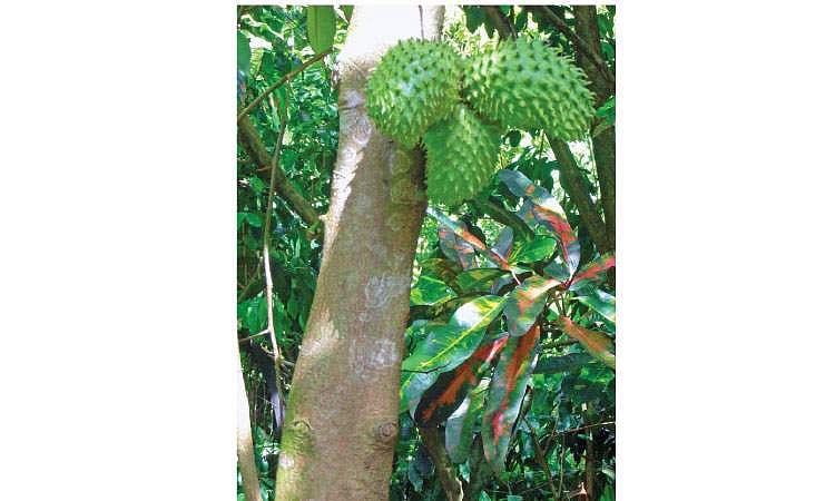 மரங்களின் வரங்கள்!: புற்று நோய் கொல்லி - அன்னமுன்னா மரம்