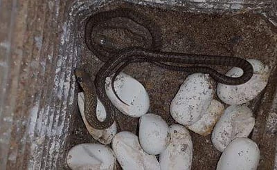 முட்டையிலிருந்து வெளிவரும் பாம்புக் குட்டிகள்