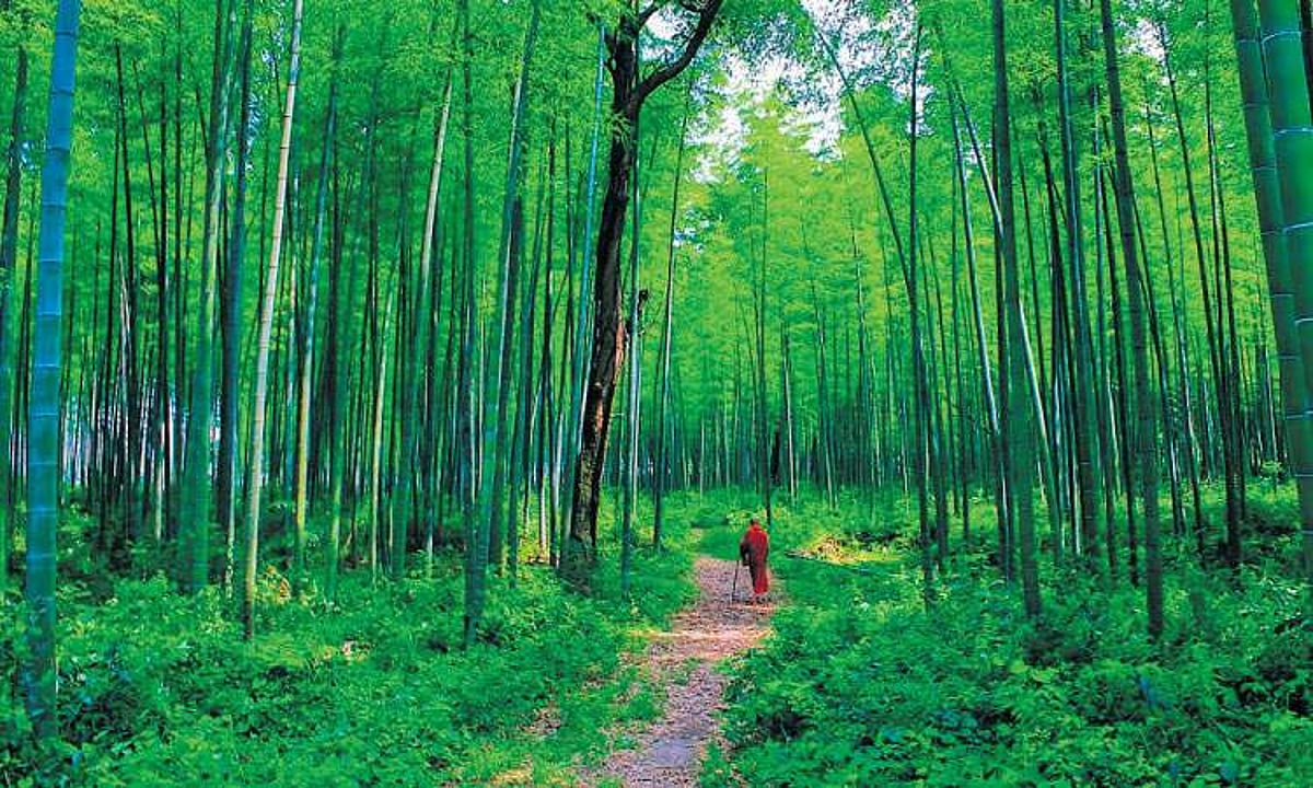 மூங்கில் இலை தேநீர்!