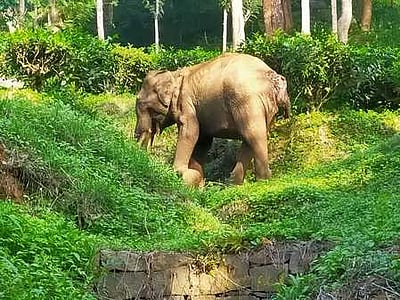 நீலகிரி: காயங்களுடன் சுற்றிய யானை பிடிபட்டது