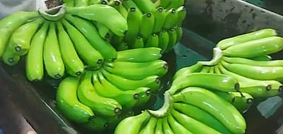 புவியியல் குறியீட்டுச் சான்று பெற்ற ஜல்காவோன் வாழை துபைக்கு ஏற்றுமதி