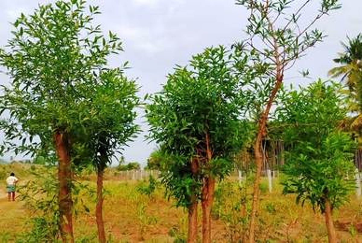 துளசி, மரிக்கொழுந்துக்கு மாற்றாகமாலை தொடுக்கப் பயன்படும் நுணா இலை