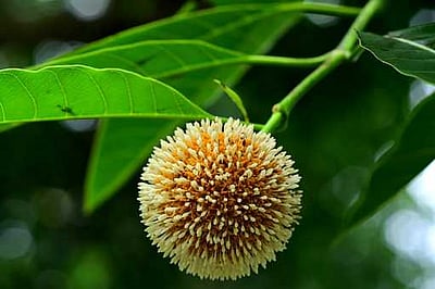 பளுகல் கோயில் வளாக மரத்தில்பூத்திருக்கும் கரோனா வடிவ கடம்ப மலா்