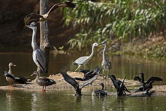 தொழிற்சாலை வளாகத்தில் 50 ஏக்காில் பறவைகள் சரணாலயம்!