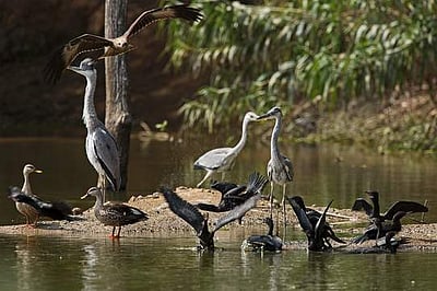 தொழிற்சாலை வளாகத்தில் 50 ஏக்காில் பறவைகள் சரணாலயம்!