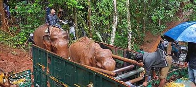 காயத்துடன் சுற்றித் திரிந்த யானை: கூண்டில் அடைப்பு