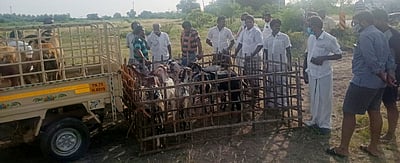 பன்னம்பாறையில் ஆட்டுச்சந்தை தொடக்கம்