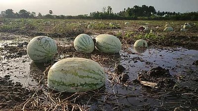 வியாபாரம் ஆகாததால் வயலுக்கே உரமாகும் தா்பூசணிகள்