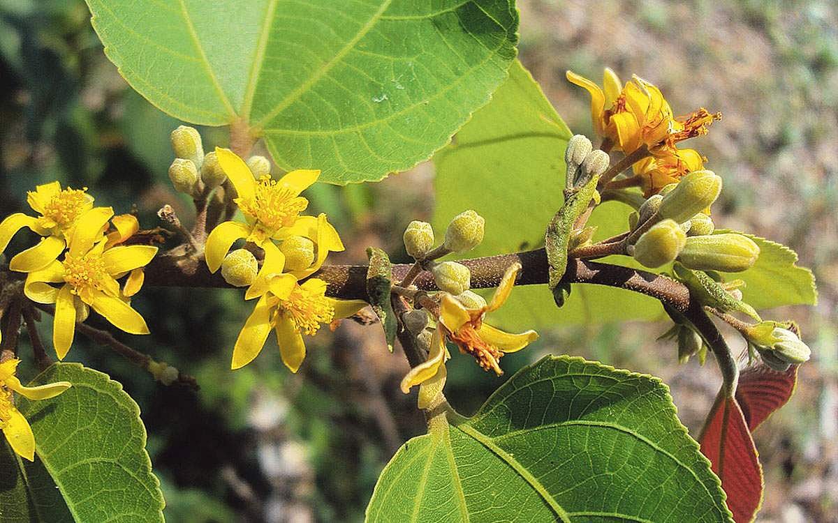 மரங்களின் வரங்கள்!: வளைந்து கொடுப்பேன்- சடச்சி மரம்