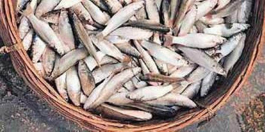 இந்தியாவின் கடல் உணவு ஏற்றுமதி 10.88% சரிவு