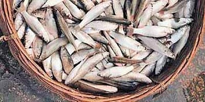 இந்தியாவின் கடல் உணவு ஏற்றுமதி 10.88% சரிவு