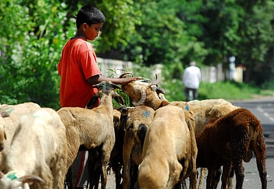 மானாமதுரை அருகே கொத்தடிமையாக ஆடு மேய்த்த சிறுவன் மீட்பு: இருவர் கைது