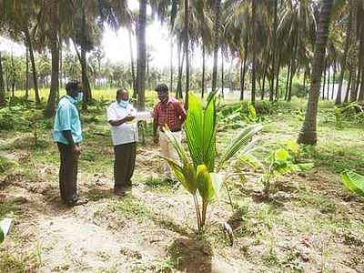 மத்தூா் வட்டாரத்தில் வேளாண்மை இணை இயக்குநா் ஆய்வு