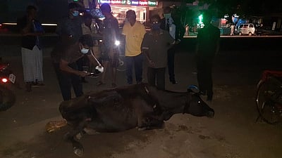 வண்ணாா்பேட்டையில் வாகனம் மோதி பசுமாடு காயம்