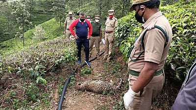 குன்னூா் அருகே சிறுத்தைக் குட்டி பலி