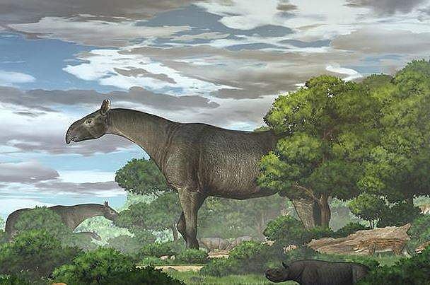 உலகின் மிகப்பெரிய காண்டாமிருக புதைபடிமம் கண்டுபிடிப்பு!