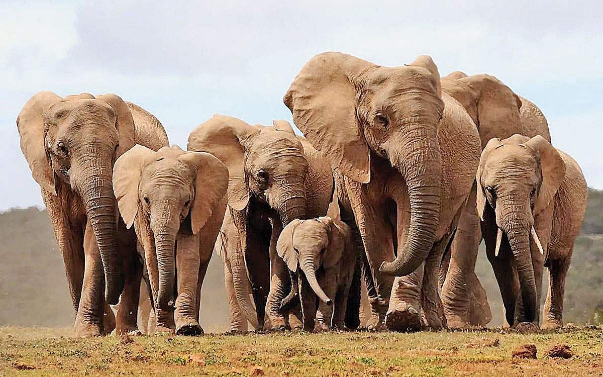 யானையின் தும்பிக்கை!