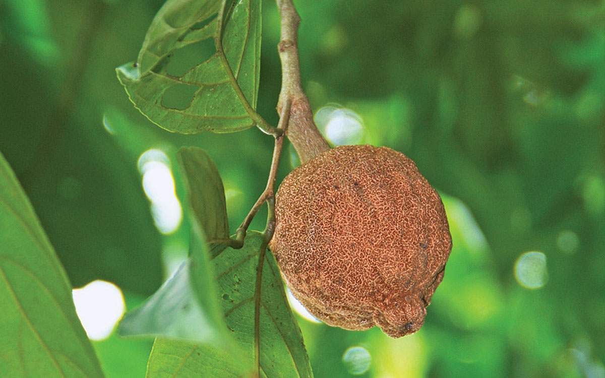 மரங்களின் வரங்கள்!: தோல் நோய்களின் எதிரி - சல்மூக்ரா மரம்