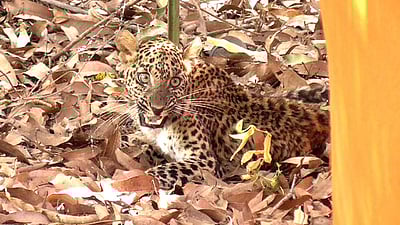 பல்கலைக்கழக வளாகத்தினுள் புகுந்த சிறுத்தைக் குட்டி! 