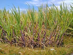 மாா்ச்-க்குள் கரும்புகளை அரைவைக்கு அனுப்பி பயன்பெற ஆட்சியா்அழைப்பு