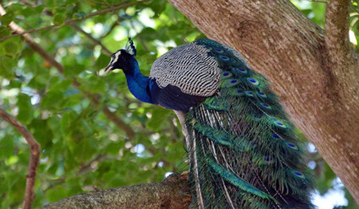 தோகை விரித்தாடும் மயில் - புகைப்படங்கள்