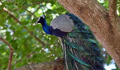 தோகை விரித்தாடும் மயில் - புகைப்படங்கள்