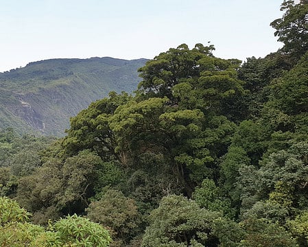 ஸ்ரீவில்லிபுத்தூா் - மேகமலை புலிகள் காப்பகத்தில் சாலை பணிகளுக்கு அனுமதி: அழியும் அபாயத்தில் வன வளம்