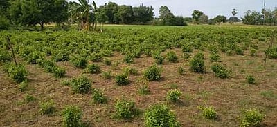 கரோனா பொது முடக்கத்தல் வாடும் மல்லிகைப் பூக்கள்!