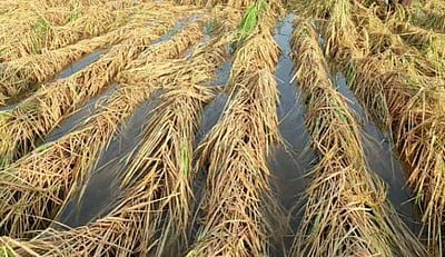 உசிலம்பட்டி பகுதியில் கனமழை: நெற் பயிர்கள் சேதம்