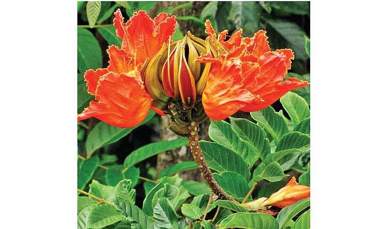 மரங்களின் வரங்கள்!: வெட்ட வெட்ட வளருவேன் - கோழிக் கொண்டை மரம்