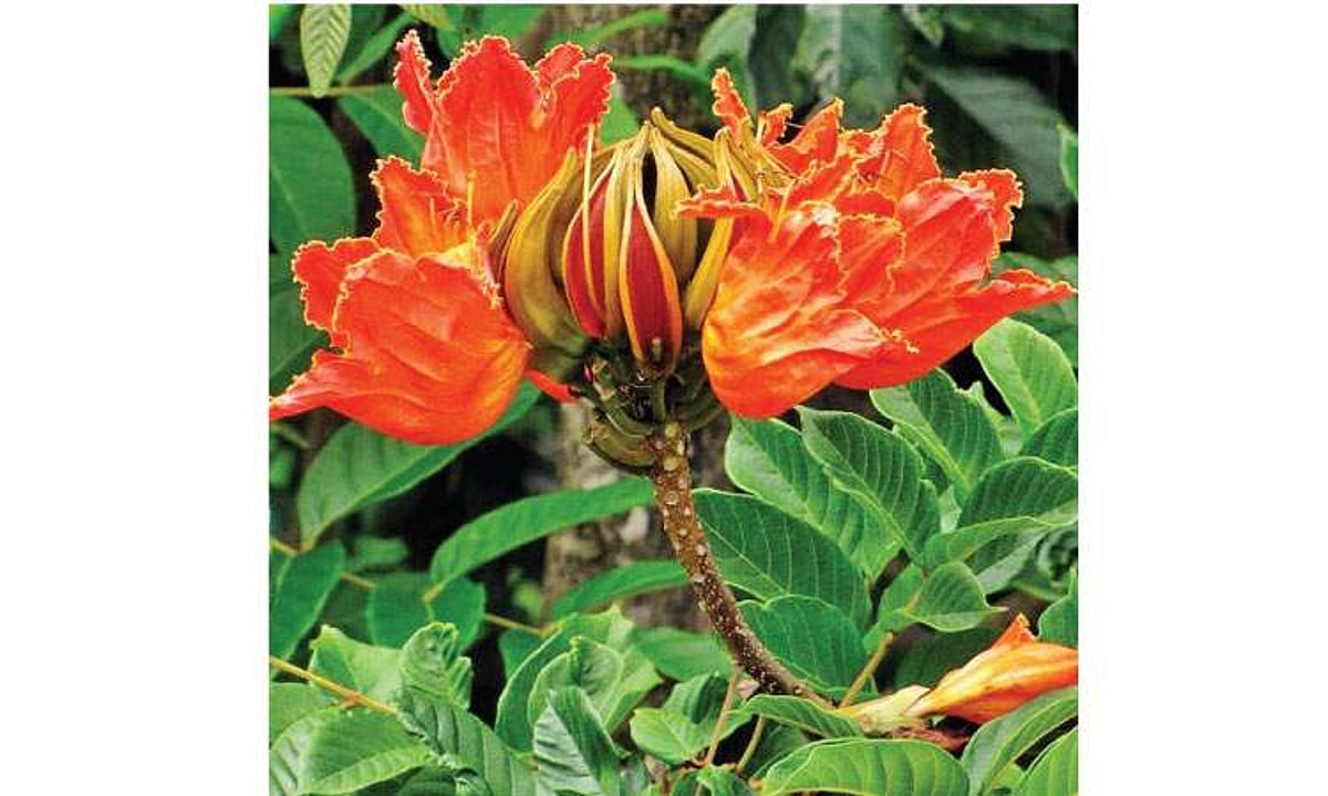 மரங்களின் வரங்கள்!: வெட்ட வெட்ட வளருவேன் - கோழிக் கொண்டை மரம்