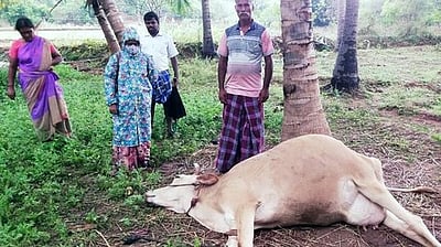 இடி விழுந்து சினைப் பசு பலி