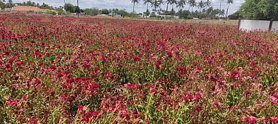 விற்பனை இல்லாததால் கோழிக்கொண்டைப் பூக்களை அழிக்கும் விவசாயி