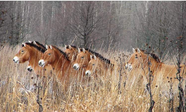 தற்செயலாக எழுந்த சரணாலயம்!