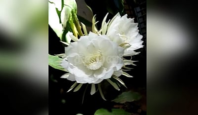 தம்மம்பட்டியில் ஆண்டிற்கு ஒரு முறை பூக்கும் பிரம்ம கமலம் பூத்தது