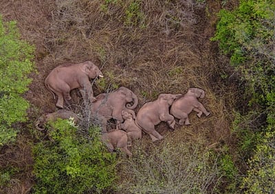 சீனத்தில் வலசை செல்லும் யானைக் கூட்டம்: வைரலாகிறது படுத்துறங்கும் காட்சி