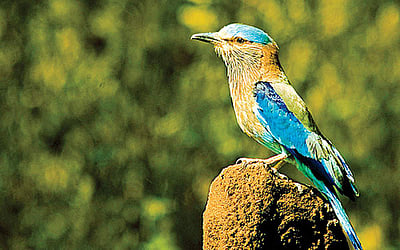 கருவூலம்!: மணிப்பூர் மாநிலம்!