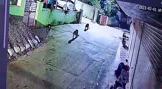 வால்பாறை நகரில் நள்ளிரவில் நடமாடிய சிறுத்தைகள்