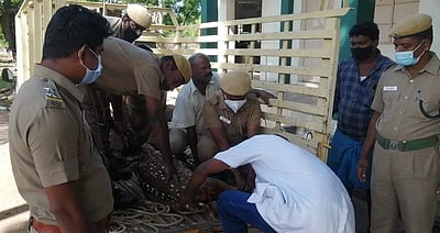 வாழப்பாடி அருகே சலூன் கடைக்குள் புகுந்த புள்ளிமான்: தெரு நாய்கள் கடித்ததில் படுகாயம்