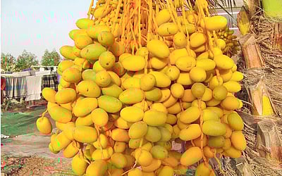 ஈச்சம் பழத்தின் நன்மைகள்!